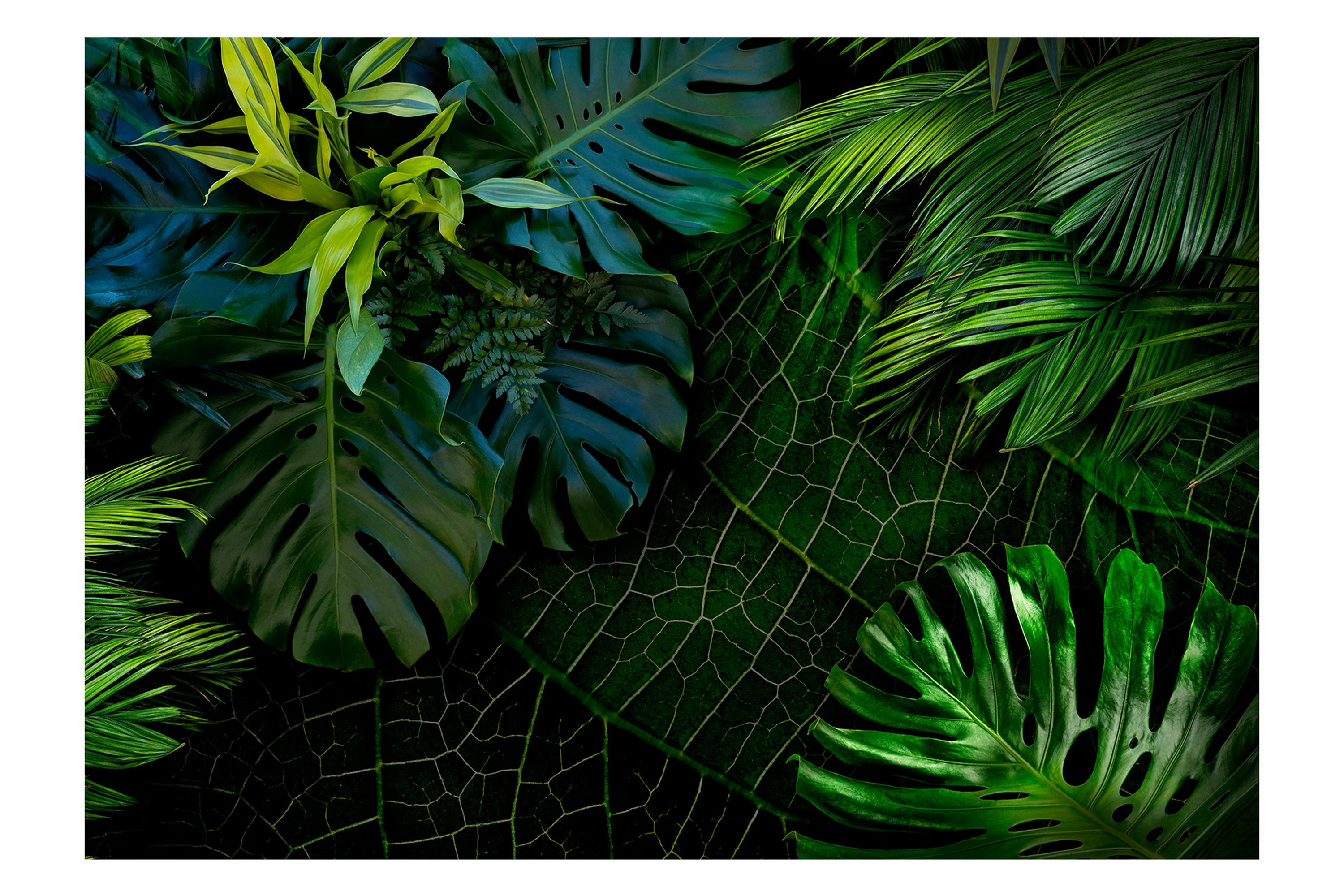 Fototapet Dark Jungle 200x140 Artgeist Sp Z O O Inredning Black