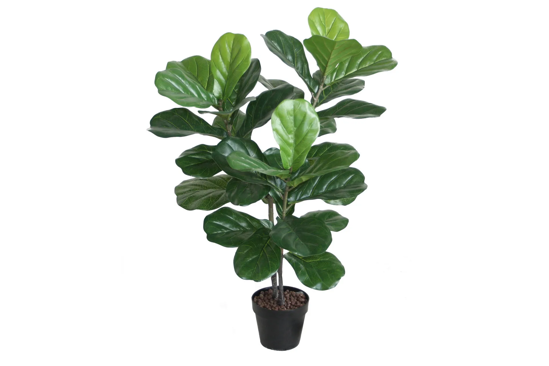 Grön växt FIDDLE LEAF H100 2 grenar svart kruka - Inredning | Chilli